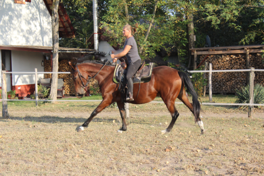 Mandula ein ungarisches Sportpferd besticht durch bequeme Gänge und reagiert auf feinste Hilfen.